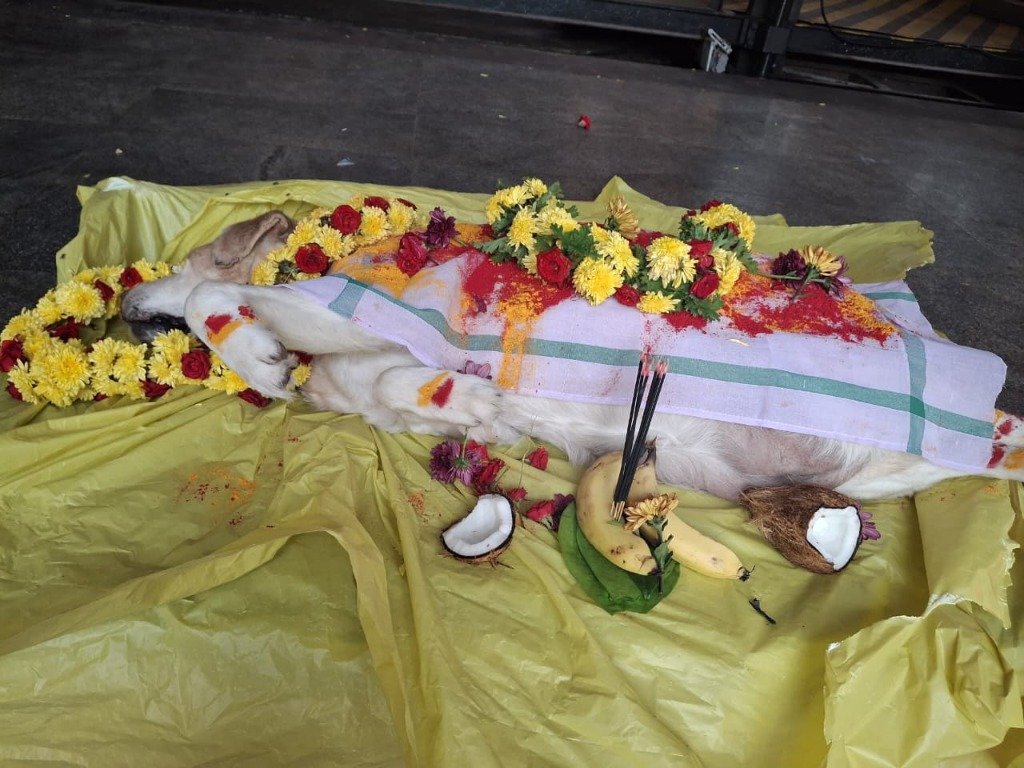 Ghee being poured on pet funeral pyre — traditional Hindu pet cremation ritual Bengaluru